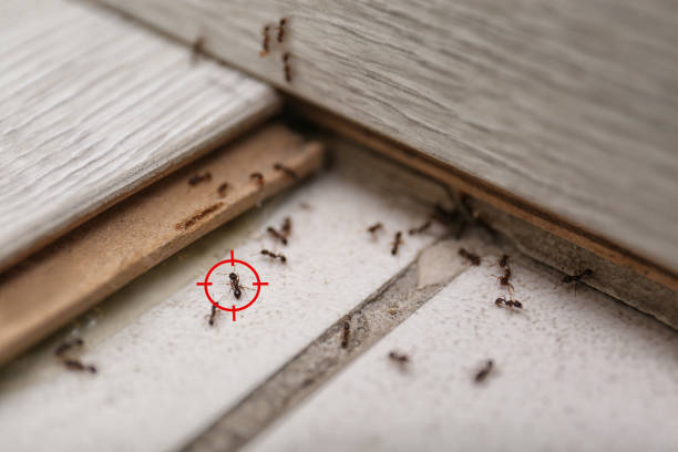 Best Affordable Pest Control Services  in Vine Hill, CA